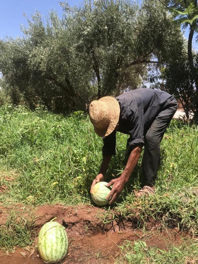 Upupa De L'Atlas Ouled el guerne Eksteriør billede